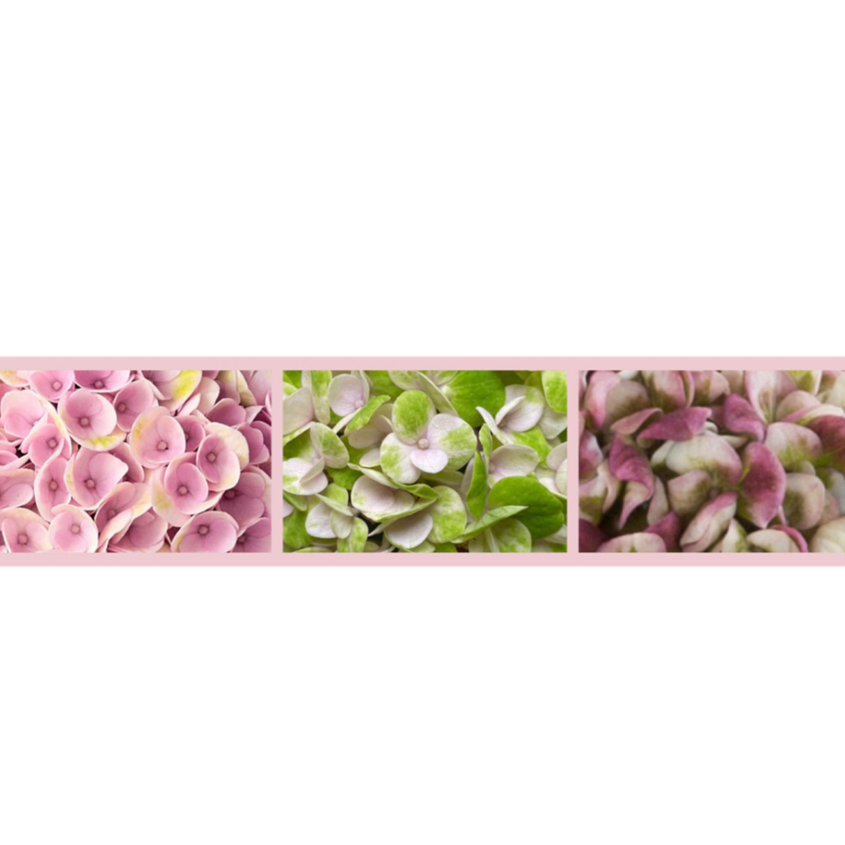 Hortensie macrophylla Magical Evolution Pink, flori mari roz cu nuante schimbatoare