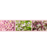 Hortensie macrophylla Magical Evolution Pink, flori mari roz cu nuante schimbatoare