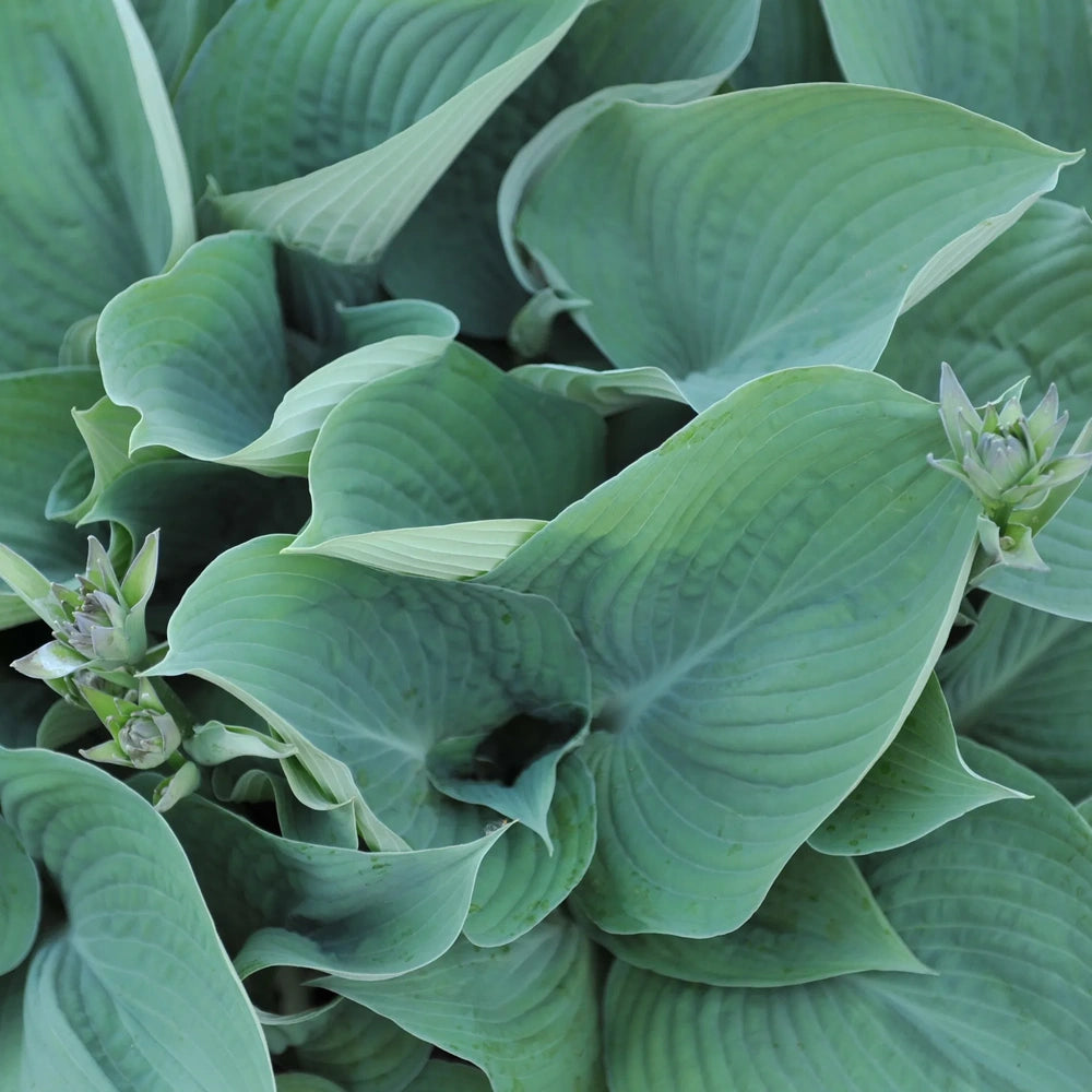 Crin de Toamna (Hosta Hybrid) Blue Angel, hosta gigantica cu frunze albastre pentru umbra