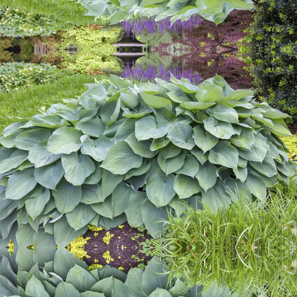 Crin de Toamna (Hosta Hybrid) Blue Angel, hosta gigantica cu frunze albastre pentru umbra