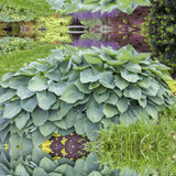 Crin de Toamna (Hosta Hybrid) Blue Angel, hosta gigantica cu frunze albastre pentru umbra