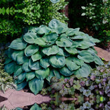 Crin de Toamna (Hosta Hybrid) Blue Angel, hosta gigantica cu frunze albastre pentru umbra