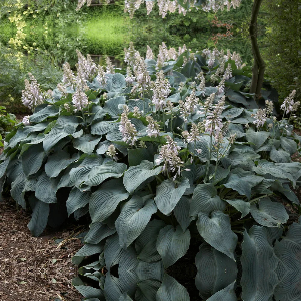 Crin de Toamna (Hosta Hybrid) Blue Angel, hosta gigantica cu frunze albastre pentru umbra