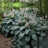 Crin de Toamna (Hosta Hybrid) Blue Angel, hosta gigantica cu frunze albastre pentru umbra