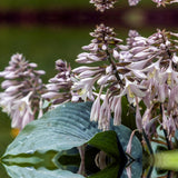 Crin de Toamna (Hosta Hybrid) Blue Angel, hosta gigantica cu frunze albastre pentru umbra