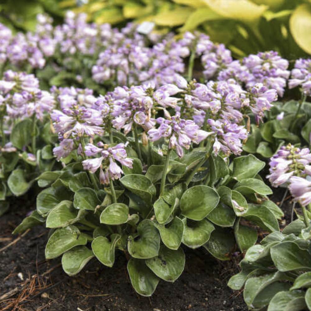 Crin de Toamna (Hosta) Tootie Mae, cu flori albastre-mov, frunze variegate, umbra si semiumbra