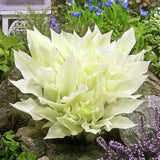 Crin de Toamna (Hosta) White Feather, frunzis urias cu frunzis alb spectaculos, planta perena pentru umbra si semiumbra