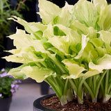 Crin de Toamna (Hosta) White Feather, frunzis urias cu frunzis alb spectaculos, planta perena pentru umbra si semiumbra