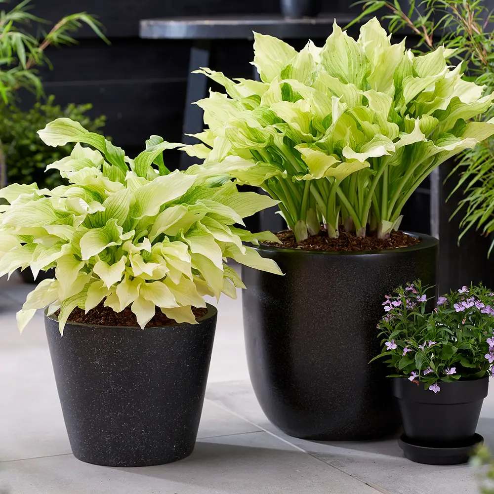 Crin de Toamna (Hosta) White Feather, frunzis urias cu frunzis alb spectaculos, planta perena pentru umbra si semiumbra