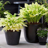 Crin de Toamna (Hosta) White Feather, frunzis urias cu frunzis alb spectaculos, planta perena pentru umbra si semiumbra