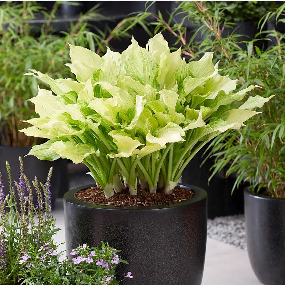Crin de Toamna (Hosta) White Feather, frunzis urias cu frunzis alb spectaculos, planta perena pentru umbra si semiumbra