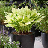Crin de Toamna (Hosta) White Feather, frunzis urias cu frunzis alb spectaculos, planta perena pentru umbra si semiumbra