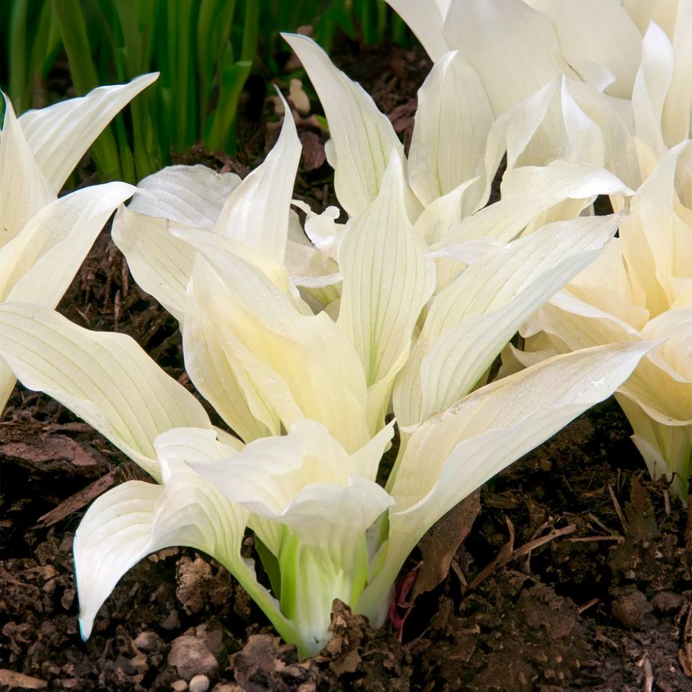Crin de Toamna (Hosta) White Feather, frunzis urias cu frunzis alb spectaculos, planta perena pentru umbra si semiumbra