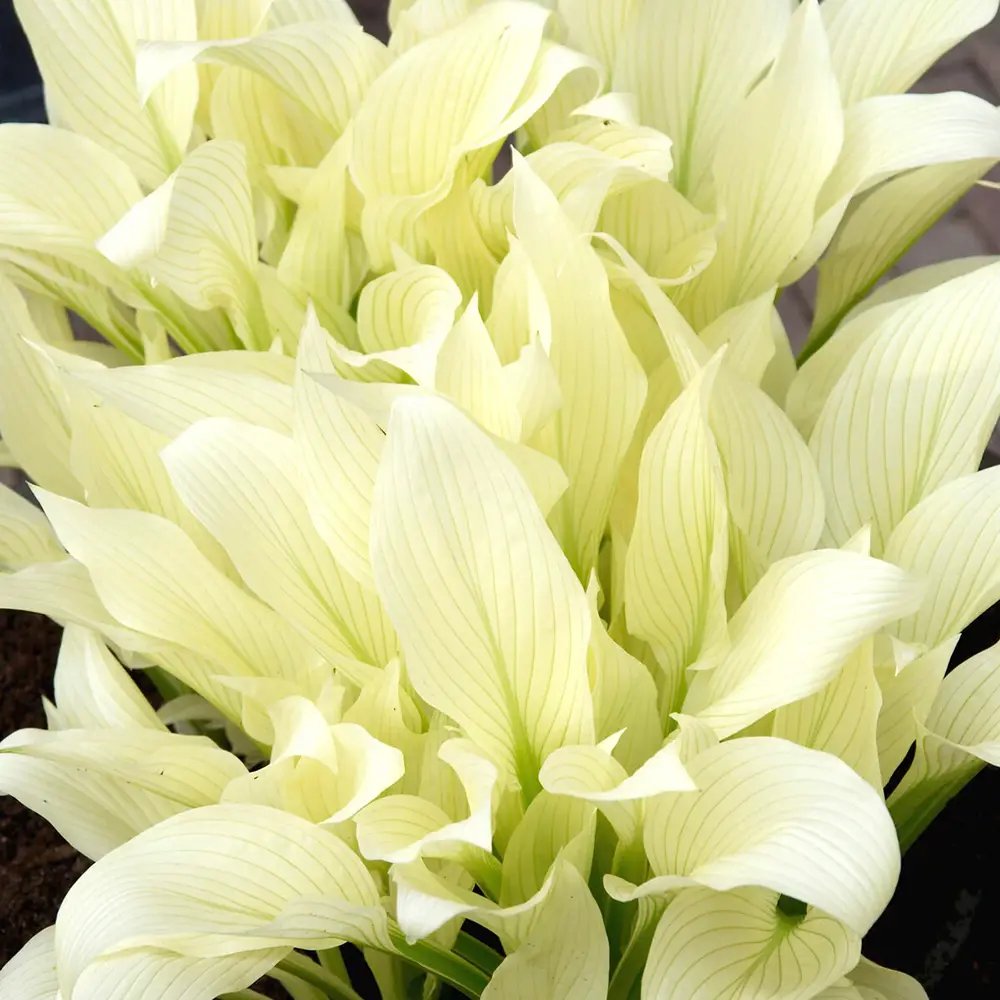Crin de Toamna (Hosta) White Feather, frunzis urias cu frunzis alb spectaculos, planta perena pentru umbra si semiumbra