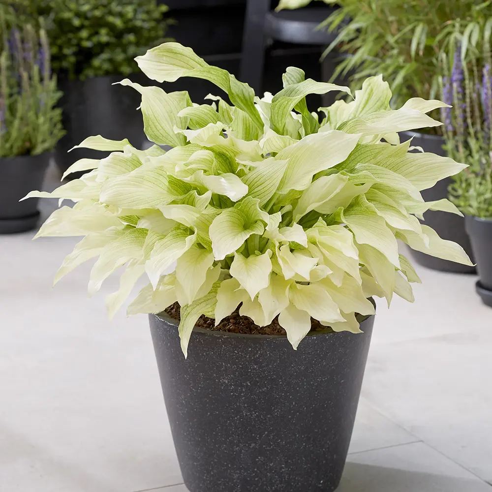 Crin de Toamna (Hosta) White Feather, frunzis urias cu frunzis alb spectaculos, planta perena pentru umbra si semiumbra