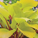 Crin de Toamna (Hosta) Fire Island, frunze galben intens cu tulpini rosii decorative, pentru umbr asi semi-umbra