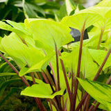 Crin de Toamna (Hosta) Fire Island, frunze galben intens cu tulpini rosii decorative, pentru umbr asi semi-umbra