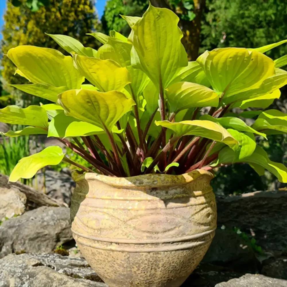 Crin de Toamna (Hosta) Fire Island, frunze galben intens cu tulpini rosii decorative, pentru umbr asi semi-umbra