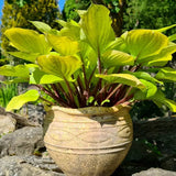 Crin de Toamna (Hosta) Fire Island, frunze galben intens cu tulpini rosii decorative, pentru umbr asi semi-umbra