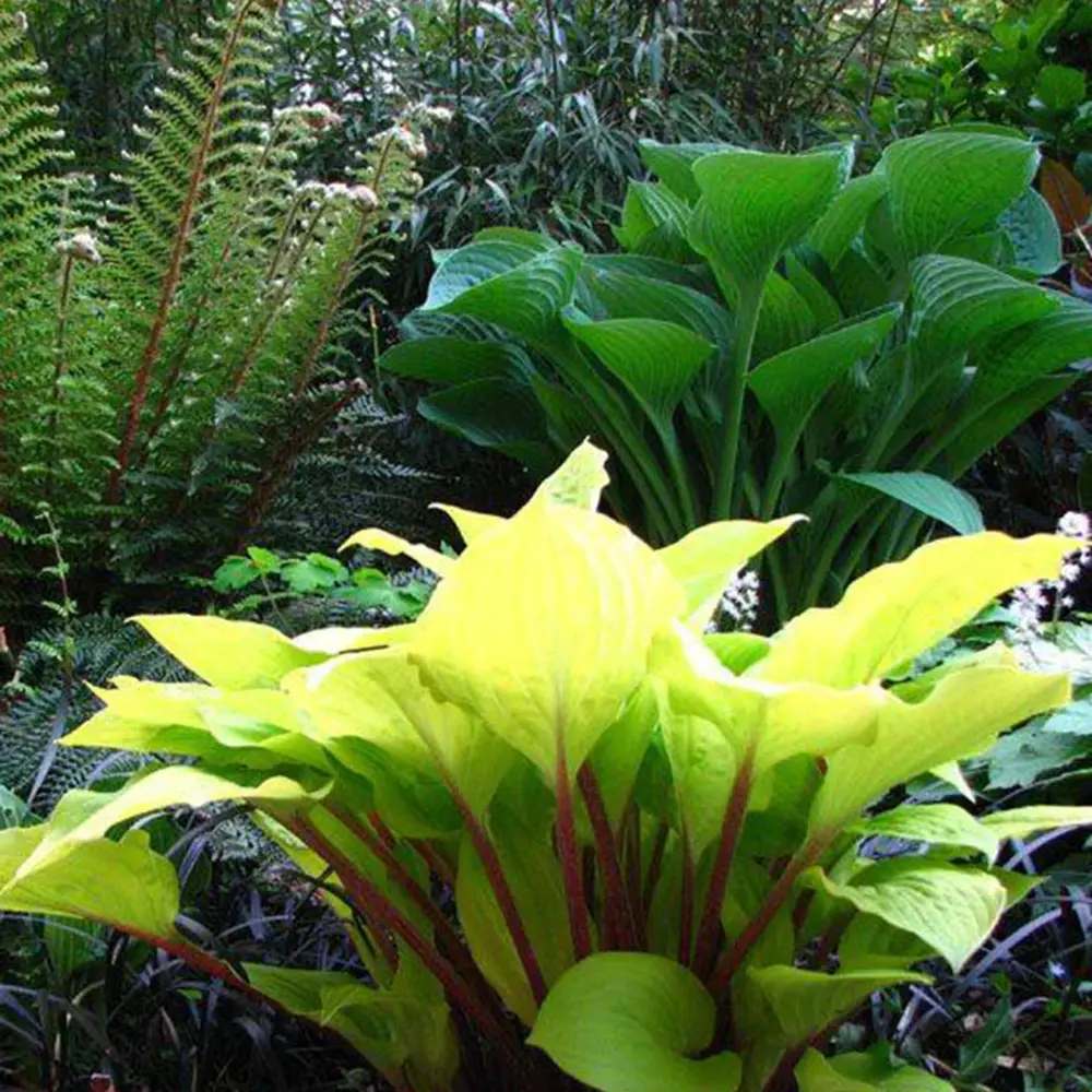 Crin de Toamna (Hosta) Fire Island, frunze galben intens cu tulpini rosii decorative, pentru umbr asi semi-umbra