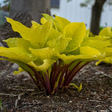 Crin de Toamna (Hosta) Fire Island, frunze galben intens cu tulpini rosii decorative, pentru umbr asi semi-umbra