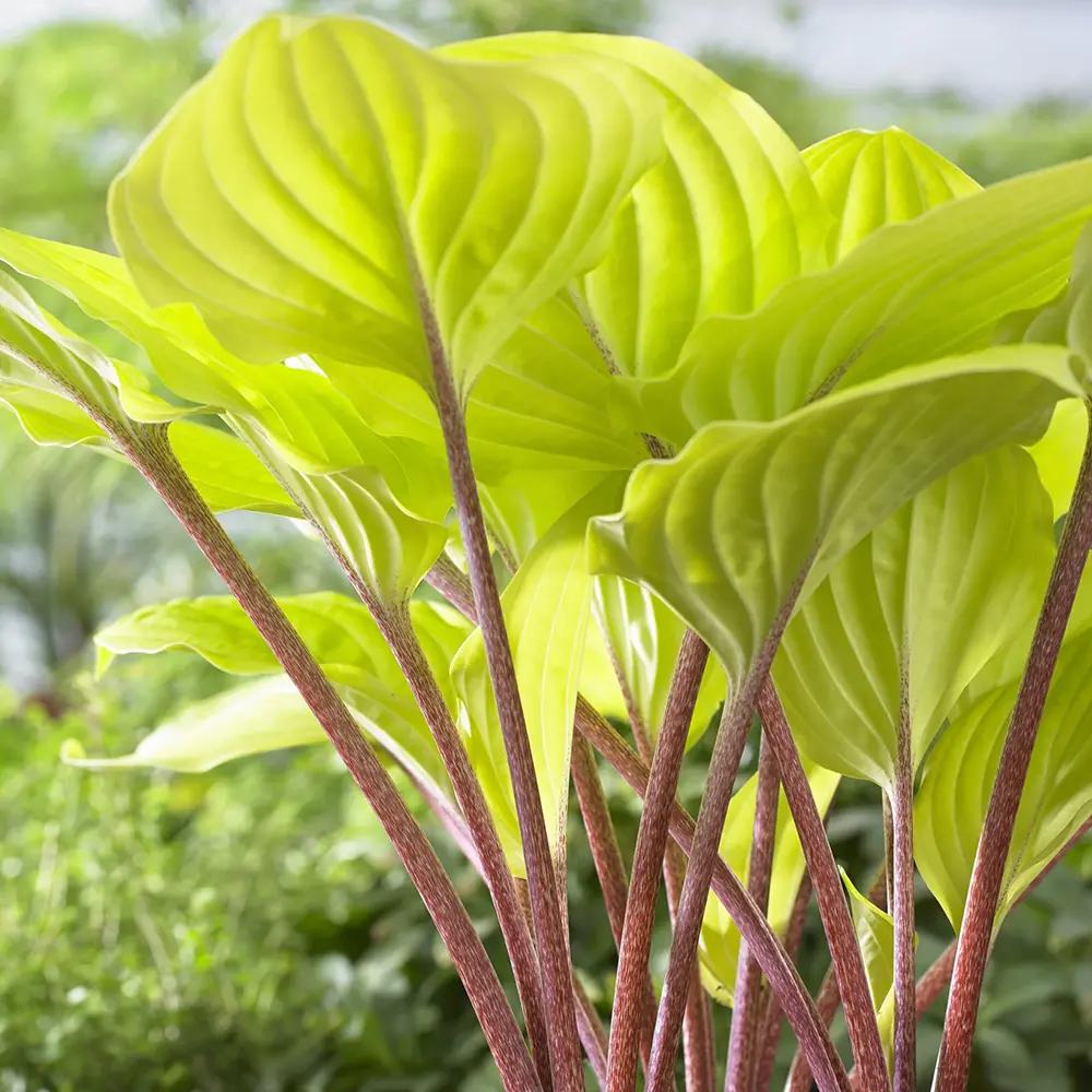 Crin de Toamna (Hosta) Fire Island, frunze galben intens cu tulpini rosii decorative, pentru umbr asi semi-umbra