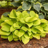 Crin de Toamna (Hosta) Fire Island, frunze galben intens cu tulpini rosii decorative, pentru umbr asi semi-umbra