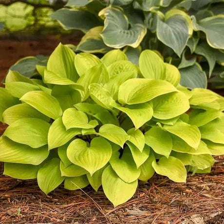 Crin de Toamna (Hosta) Fire Island, frunze galben intens cu tulpini rosii decorative, pentru umbr asi semi-umbra