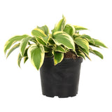 Crin de Toamna Bobcat (Hosta), frunzis spectaculos mari, planta perena pentru umbra si semiumbra