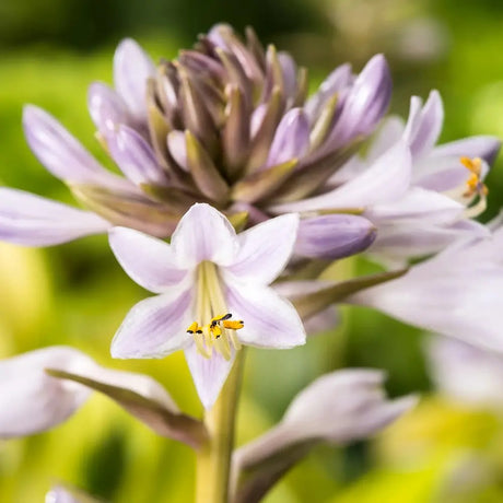 Crin de Toamna Bobcat (Hosta), frunzis spectaculos mari, planta perena pentru umbra si semiumbra