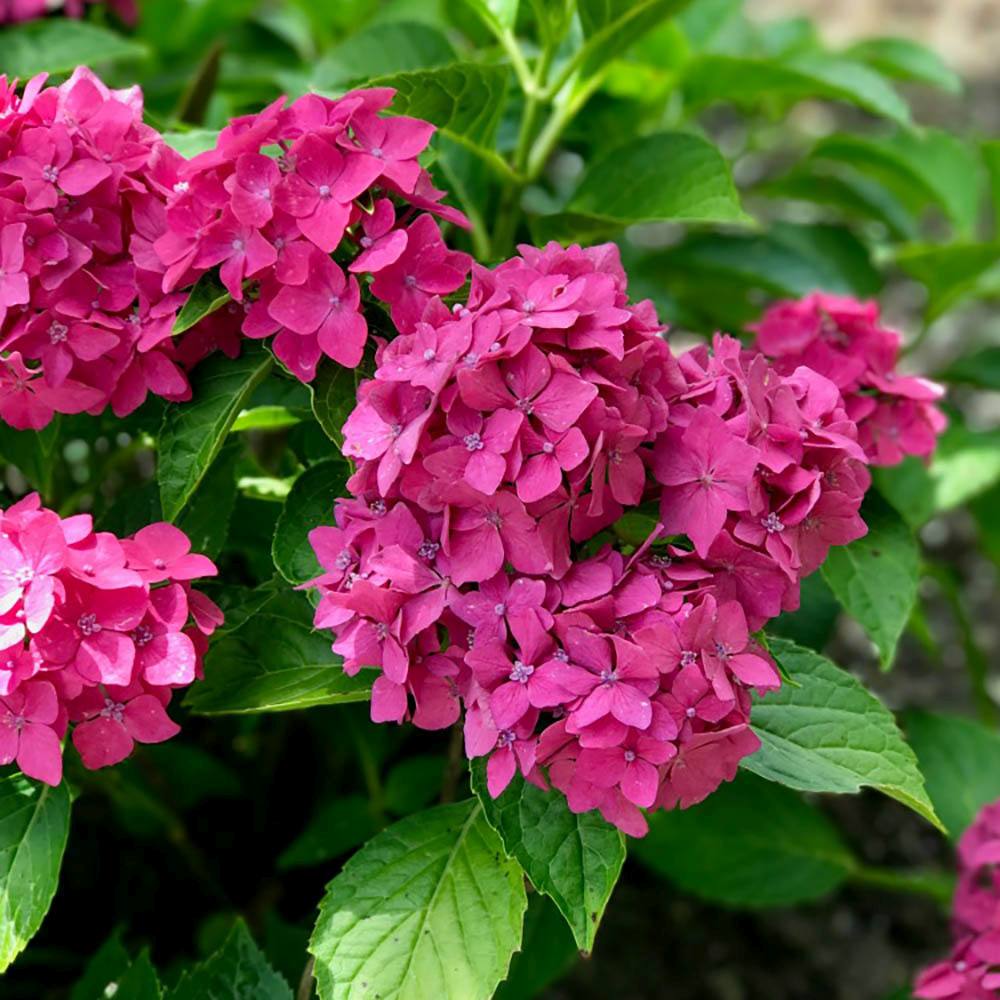 Hortensia de Gradina Pia, cu flori roz intens