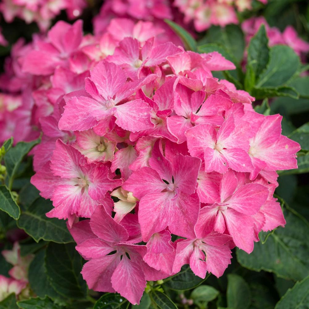 Hortensia de Gradina Pia, cu flori roz intens