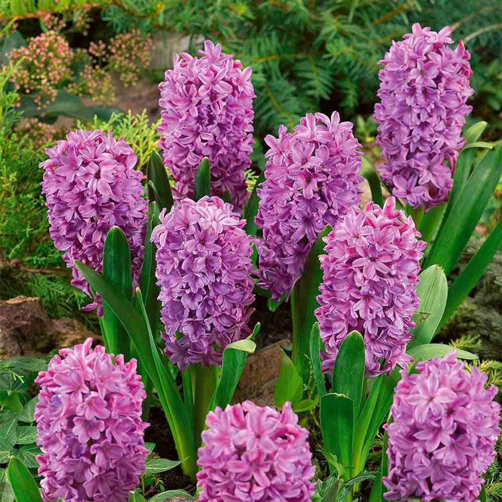 Bulbi Zambile Purple Voice, set de 5 bulbi cu flori mov intens, parfum puternic, rezistenti la frigde