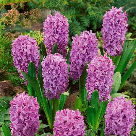 Bulbi Zambile Purple Voice, set de 5 bulbi cu flori mov intens, parfum puternic, rezistenti la frigde