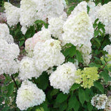 Hortensie paniculata Diamantino – alb-crem – tufa