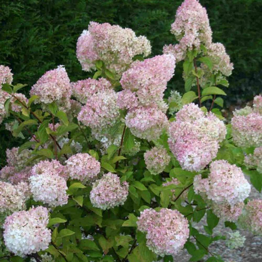 Hortensie paniculata Diamantino – alb-crem – tufa