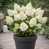 Hortensie paniculata Diamantino – alb-crem – tufa