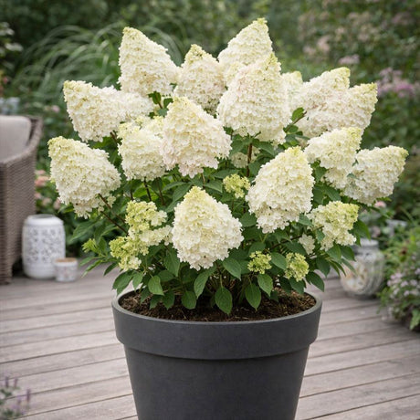 Hortensie paniculata Diamantino – alb-crem – tufa