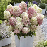 Hortensie paniculata Diamantino – alb-crem – tufa