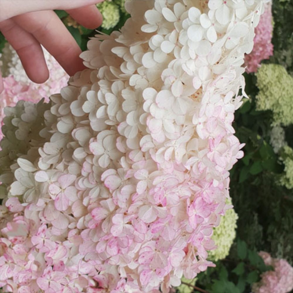 Hortensie paniculata Diamantino – alb-crem – tufa