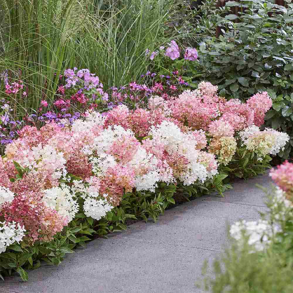 Hortensie de gradina Groundbreaker Blush, hortensie pitica cu flori roz-crem parfumate, joc de culori, rezistenta la frig, acoperitoare de sol
