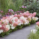 Hortensie de gradina Groundbreaker Blush, hortensie pitica cu flori roz-crem parfumate, joc de culori, rezistenta la frig, acoperitoare de sol
