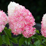 Hortensie de gradina Tip Copac Pink & Rose, cu flori roz-alb