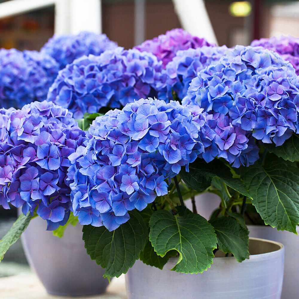Hortensie macrophylla Early Blue – albastra