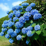 Hortensie macrophylla Early Blue – albastra
