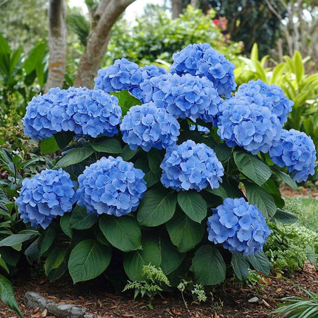 Hortensie de Gradina Early Blue, arbust cu flori albastre intense, inflorire iunie-septembrie, ideal semi-umbra sau umbra