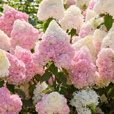 Hortensie paniculata Magical Andes Copacel, cu flori mari conice alb-roz si schimbare spectaculoasa de culoare