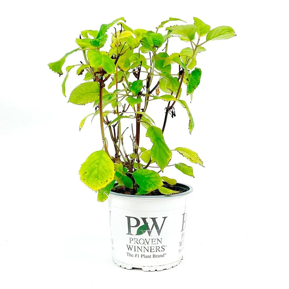 Hortensia de gradina Pink Annabelle, cu flori roz-pal