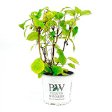 Hortensia de gradina Pink Annabelle, cu flori roz-pal