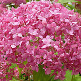 Hortensia de gradina Pink Annabelle, cu flori roz-pal